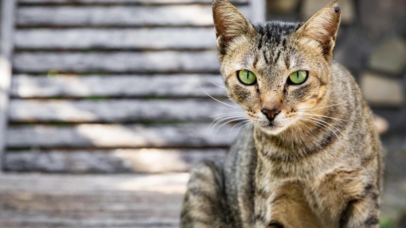 “Keep Your Cat Hydrated and Happy: The Advantages of a Cat Water Fountain”